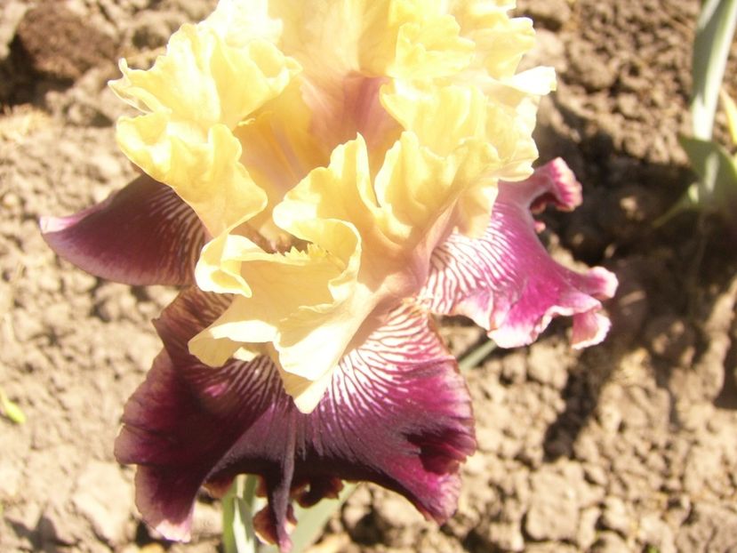 P1360145 - ANUL 2020