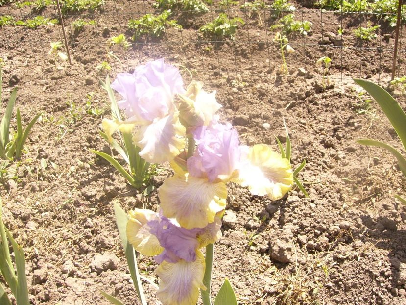 P1360146 - ANUL 2020