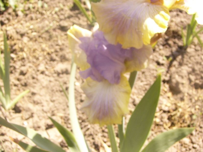 P1360148 - ANUL 2020