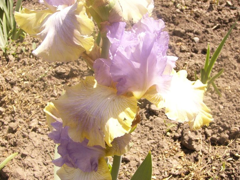 P1360149 - ANUL 2020