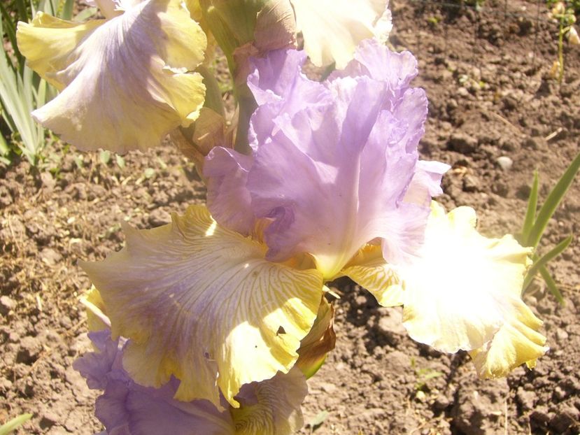 P1360151 - ANUL 2020