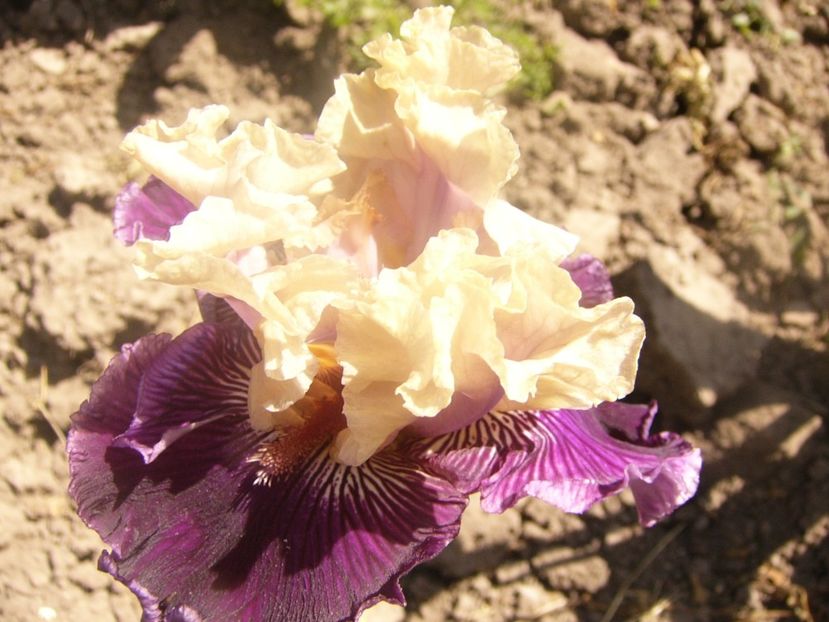 P1360156 - ANUL 2020