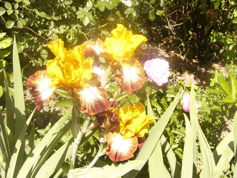 P1360162 - ANUL 2020