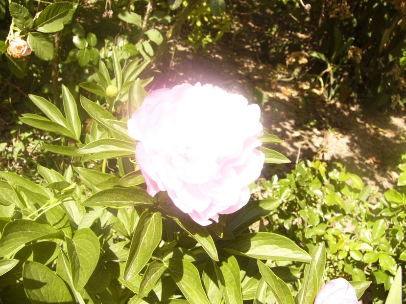 P1360164 - ANUL 2020