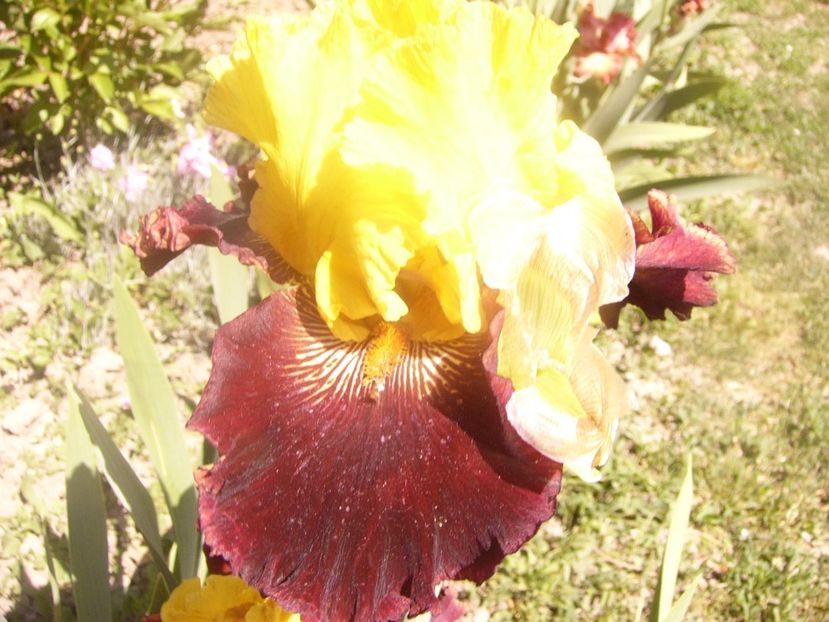 P1360166 - ANUL 2020
