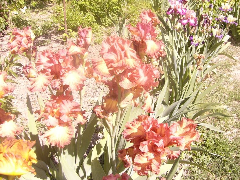 P1360171 - ANUL 2020