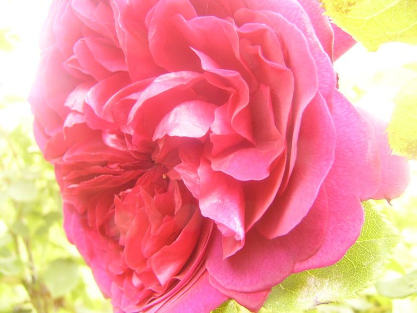 P1360260 - ANUL 2020 I