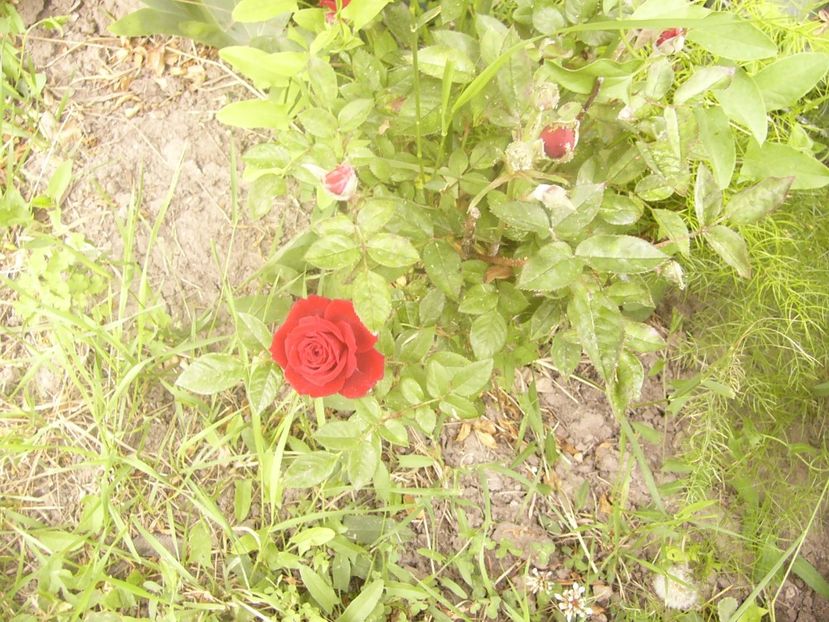 P1360282 - ANUL 2020 I