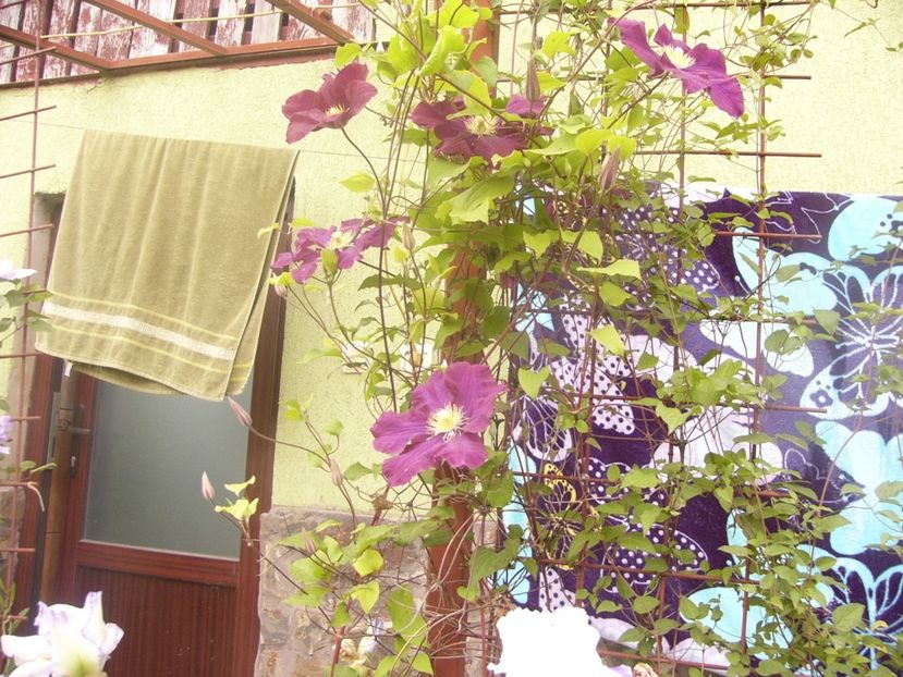 P1360307 - ANUL 2020 I