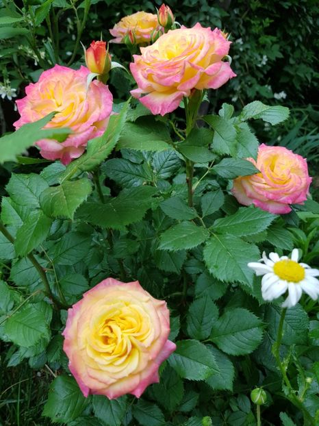 Gartenspass - Trandafiri 2020