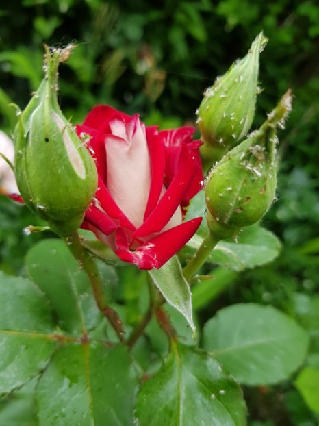 Aliantz - Trandafiri 2020