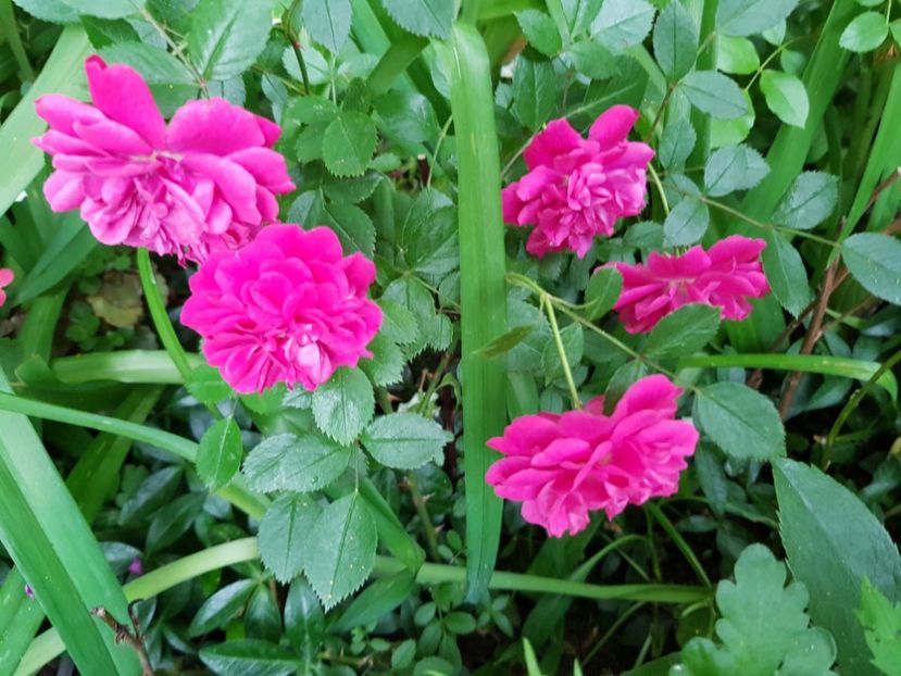 Mini - Trandafiri 2020