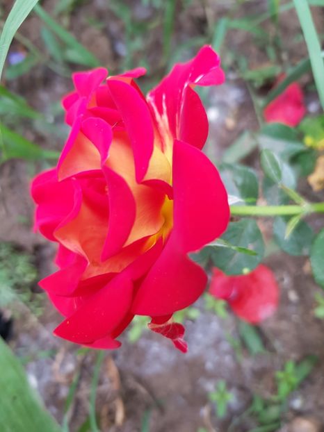 Ketchup & mustard - Trandafiri 2020