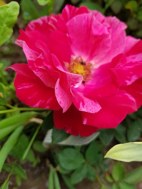 Henry matise - Trandafiri 2020