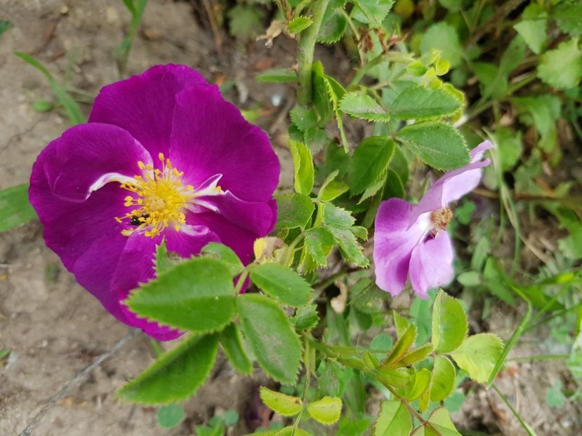 Rhapsody în blue - Trandafiri 2020