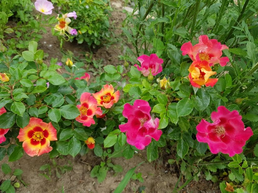 Maia babylon eyes - Trandafiri 2020