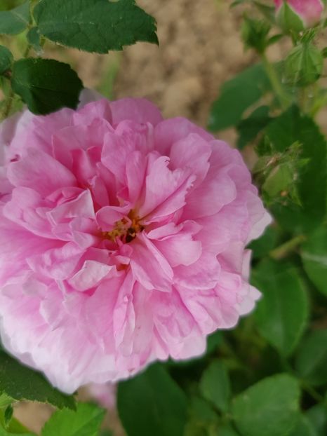 Ispahan - Trandafiri 2020