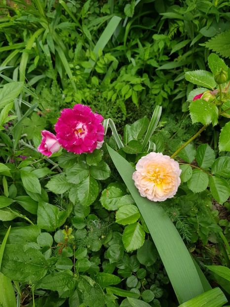 Andre turcă și lat s celebrate - Trandafiri 2020