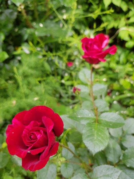 Red intuition - Trandafiri 2020