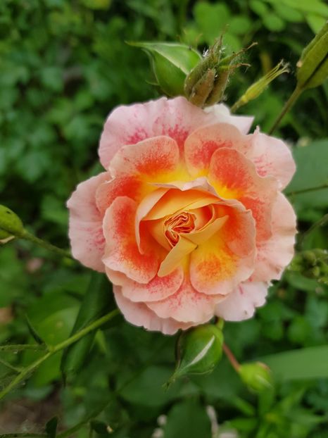 Jaf l' artist - Trandafiri 2020