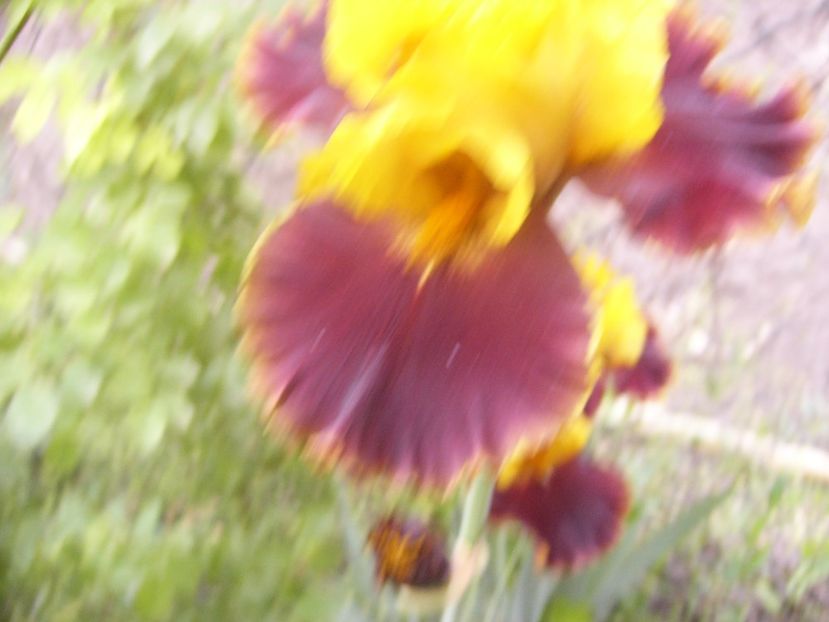 P1360319 - ANUL 2020 I