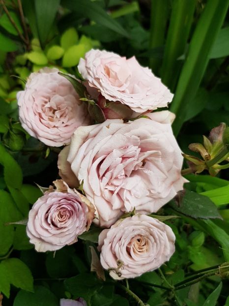 Koko loko - Trandafiri 2020