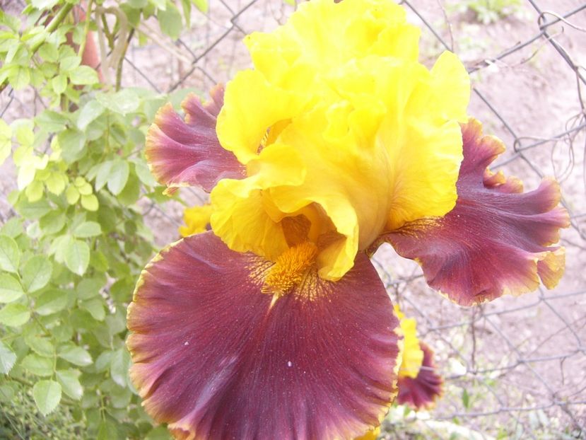 P1360320 - ANUL 2020 I