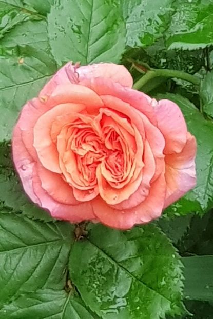 Scarlat carmen - Trandafiri 2020