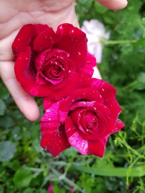 R3d intuition - Trandafiri 2020