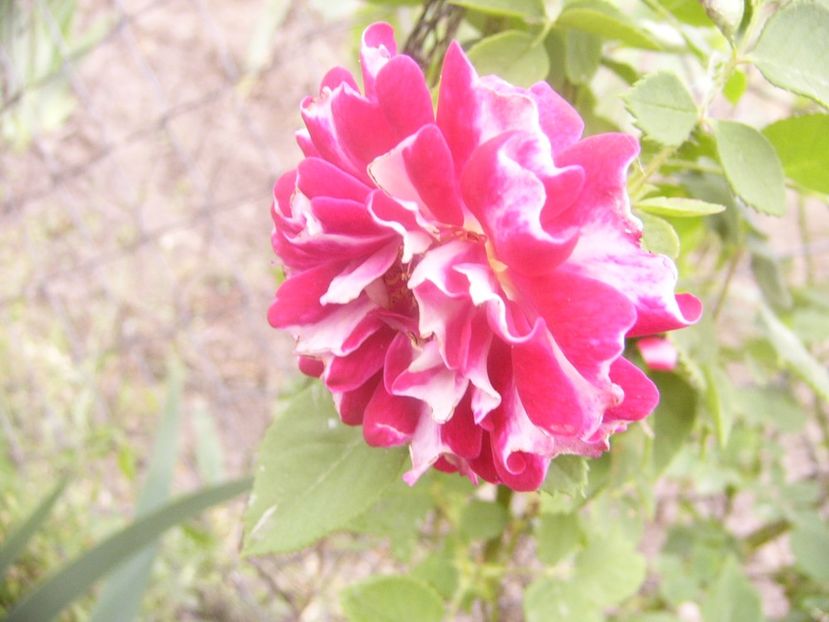 P1360323 - ANUL 2020 I