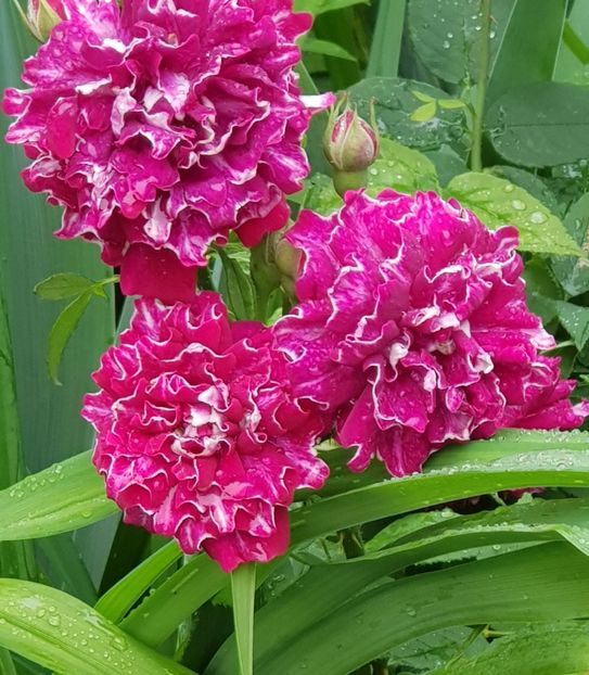 Roger lambelin - Trandafiri 2020