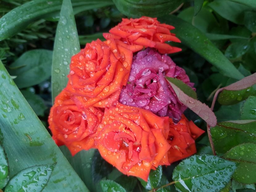 Mini 55 - Trandafiri 2020