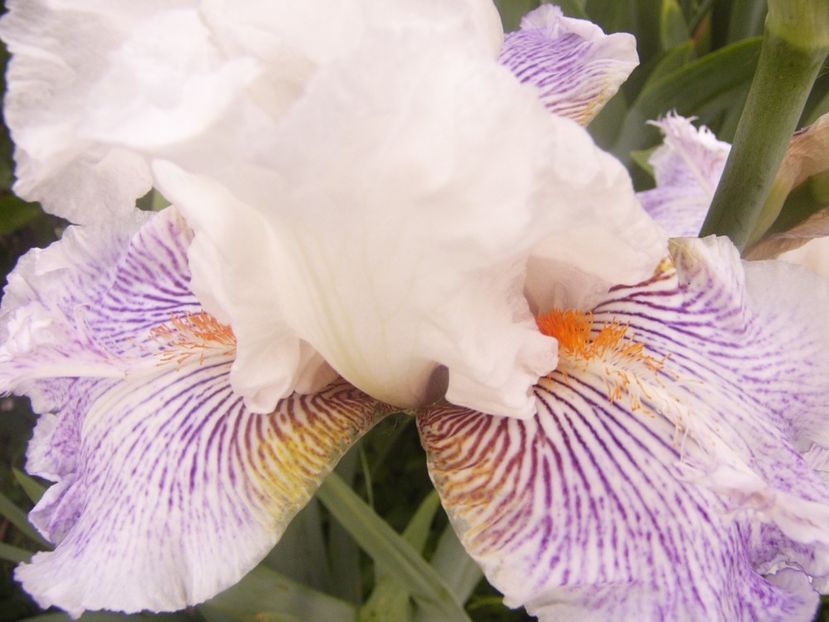 P1360331 - ANUL 2020 I