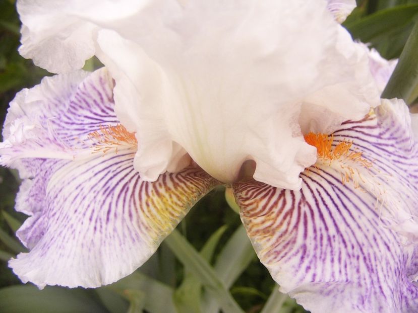 P1360332 - ANUL 2020 I