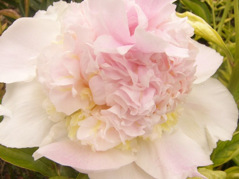 P1360462 - ANUL 2020 I