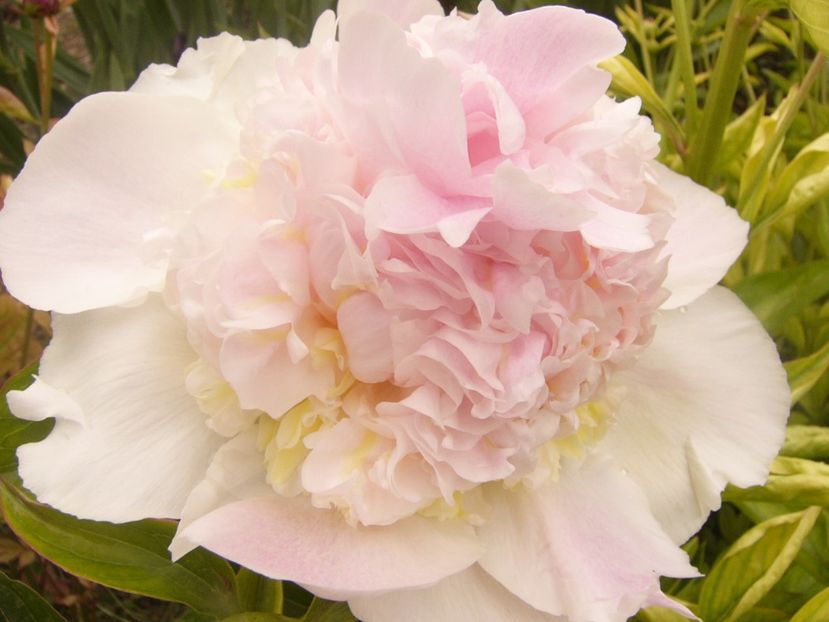 P1360465 - ANUL 2020 I