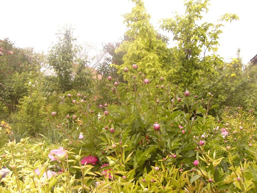 P1360473 - ANUL 2020 I