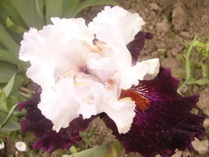 P1360474 - ANUL 2020 I