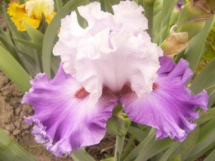 P1360477 - ANUL 2020 I