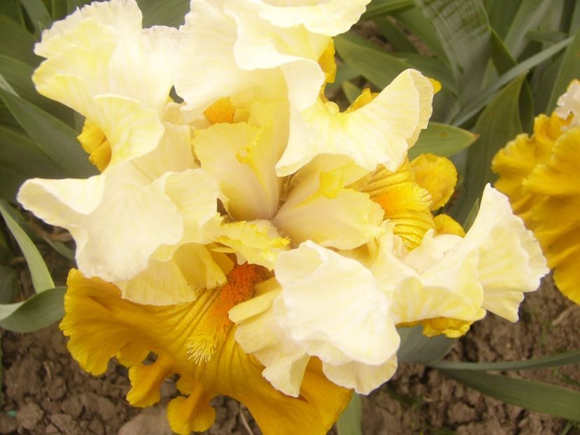 P1360481 - ANUL 2020 I