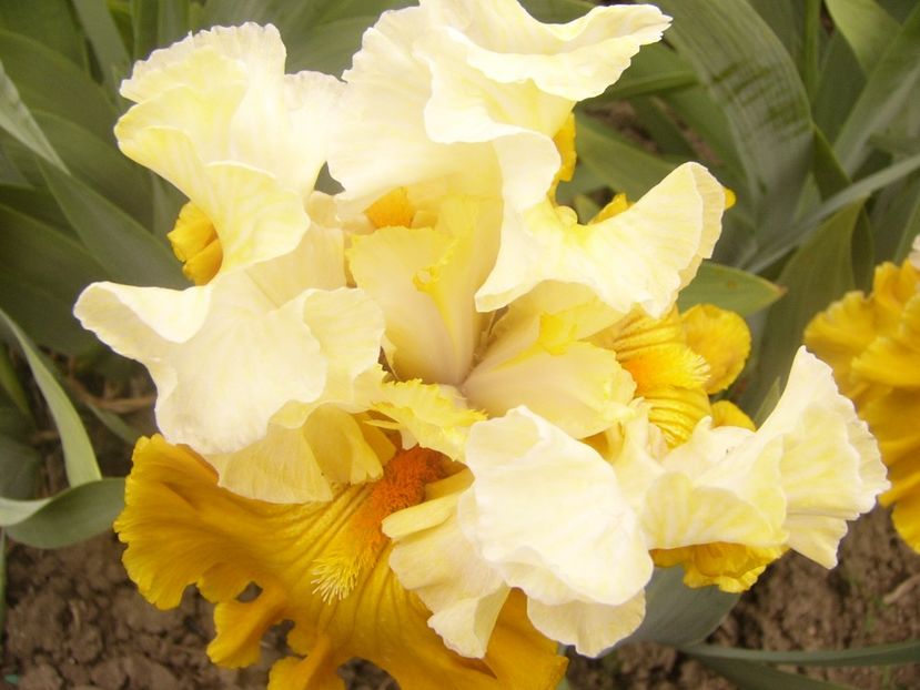 P1360482 - ANUL 2020 I