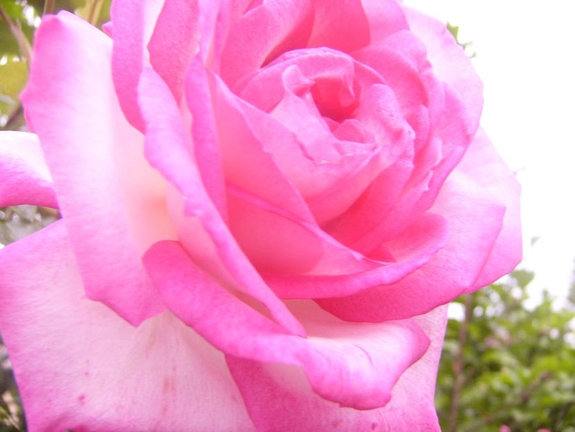 P1360532 - ANUL 2020 I