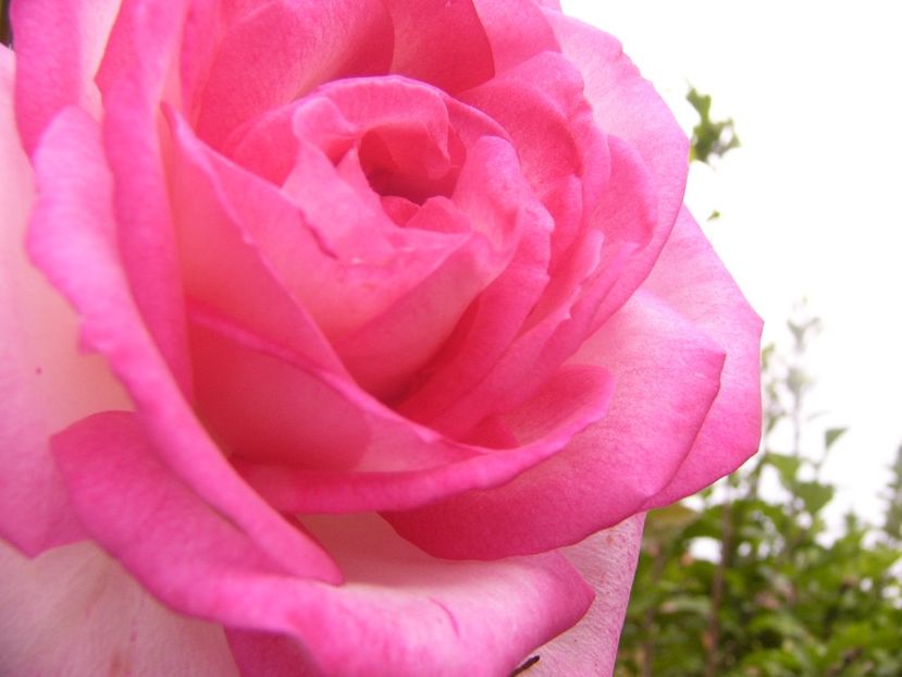 P1360533 - ANUL 2020 I