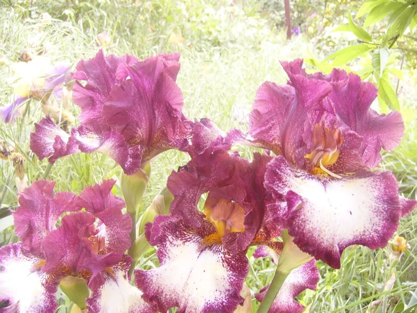 P1360535 - ANUL 2020 I