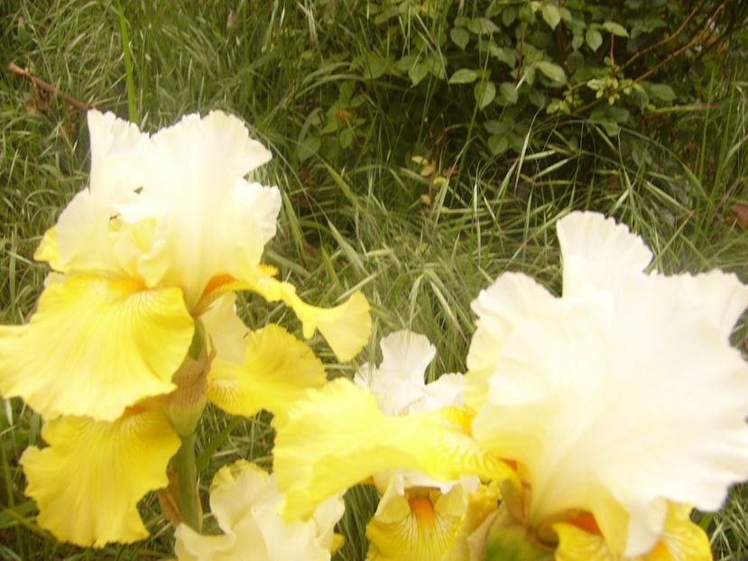 P1360541 - ANUL 2020 I