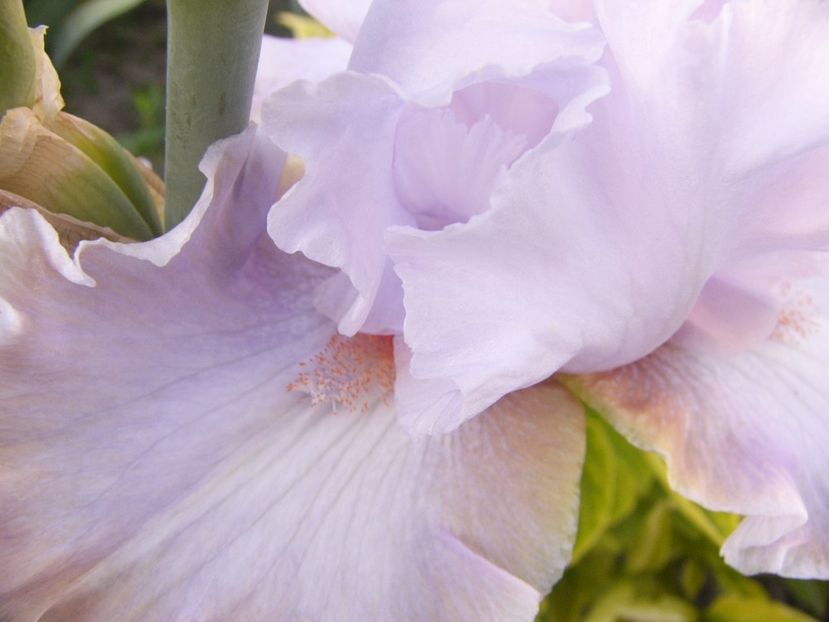 P1360707 - ANUL2020 II