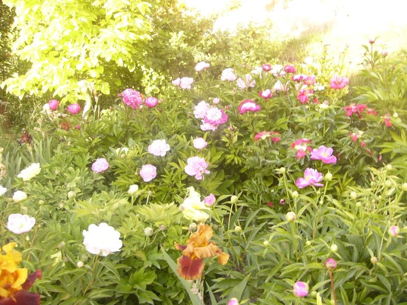 P1360708 - ANUL2020 II