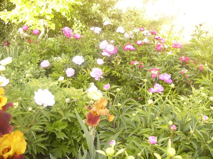 P1360709 - ANUL2020 II