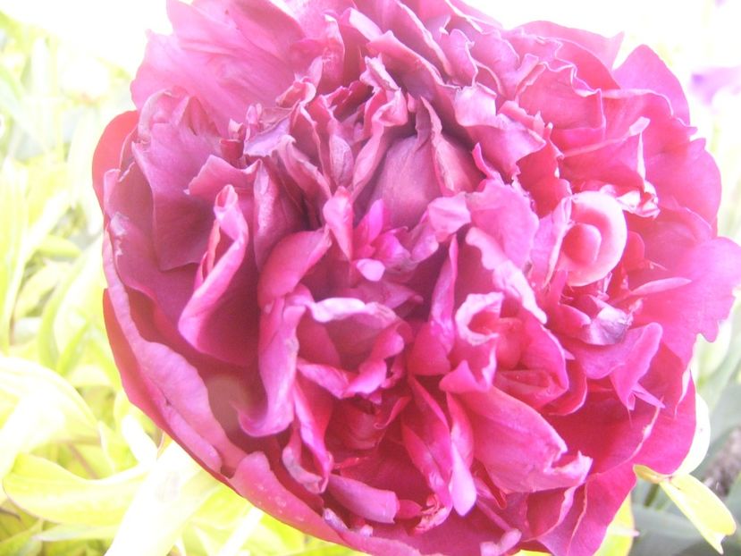 P1360710 - ANUL2020 II