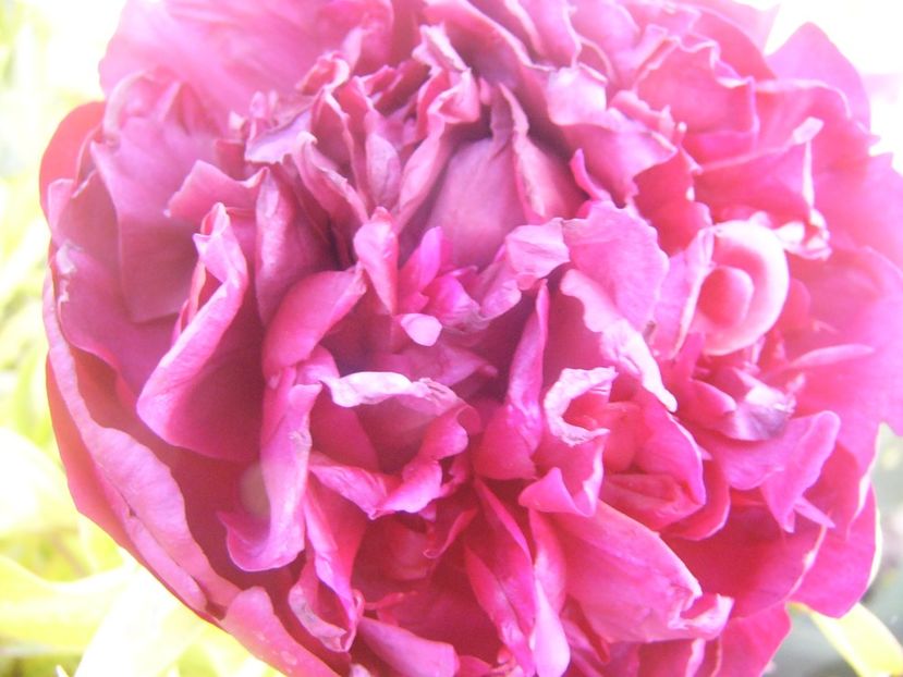 P1360711 - ANUL2020 II